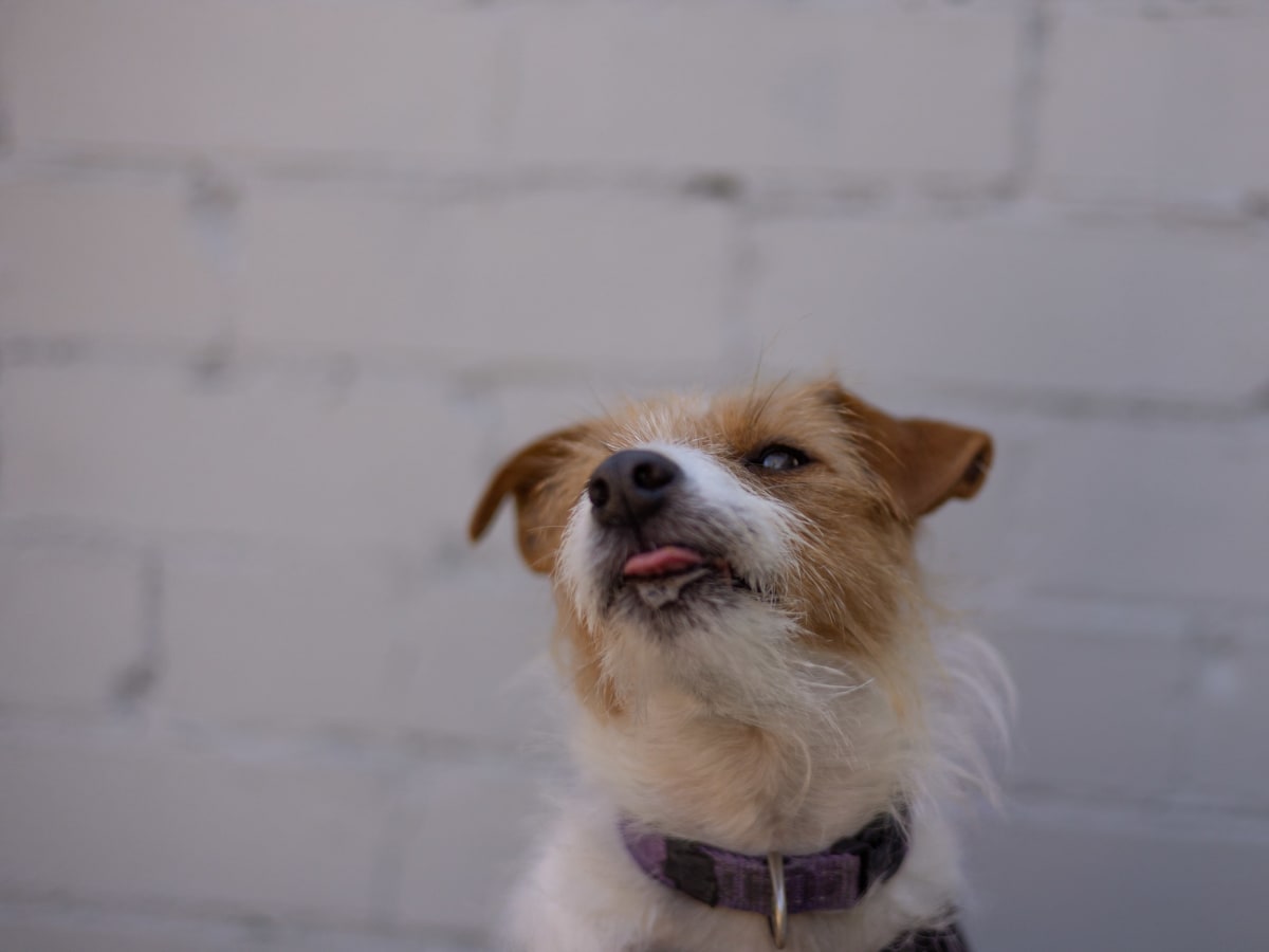 Is Your Pet Stressed? 7 Hidden Signs You're Missing (Part 1/3)