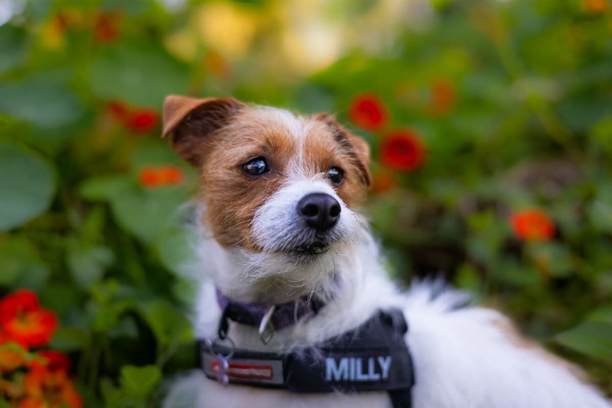 Pet photography at Merri Creek Trail, Northcote / Brunswick East