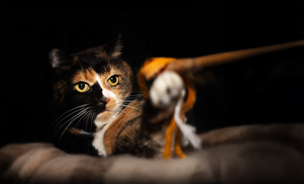 Cat portrait on a dark background