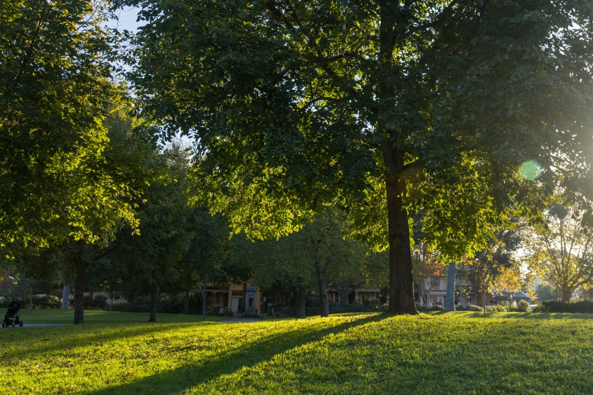 Pet photography at Curtain Square, Carlton North