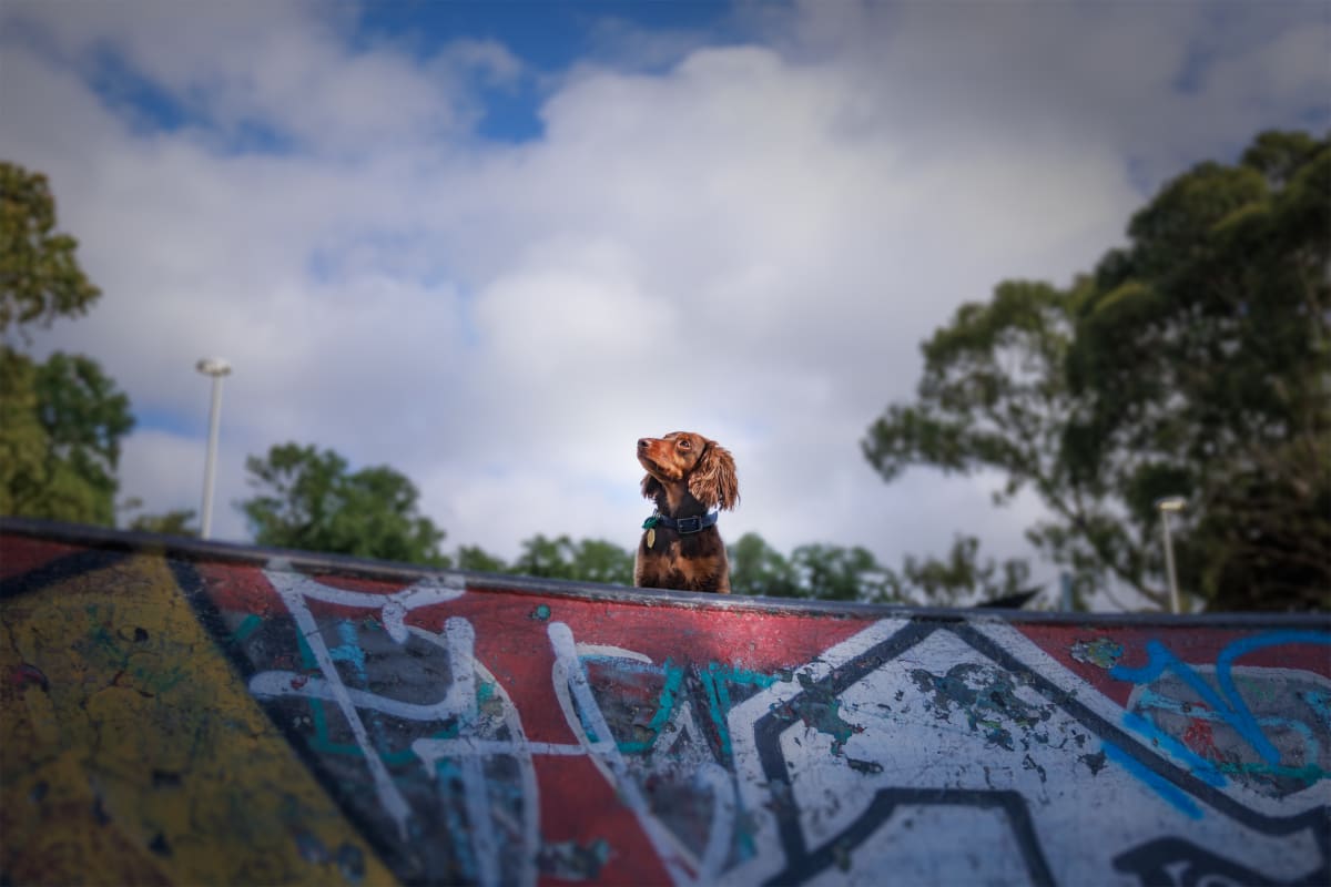 Pet photography session — Snuggle Studio services