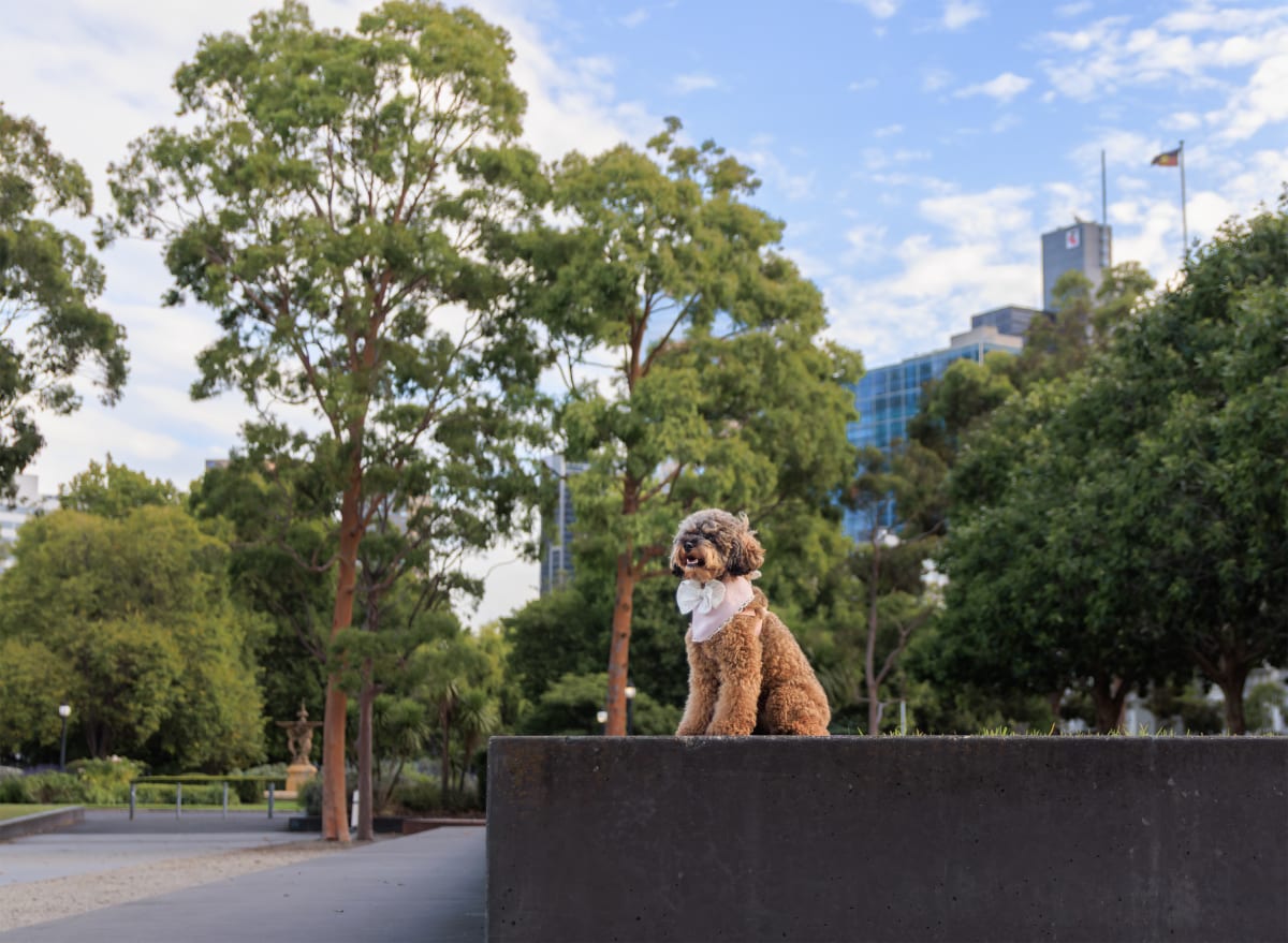 8 Best Dog Photo Locations in Melbourne