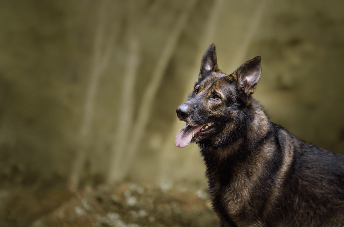 Bundy the Staffy - misunderstood breed session