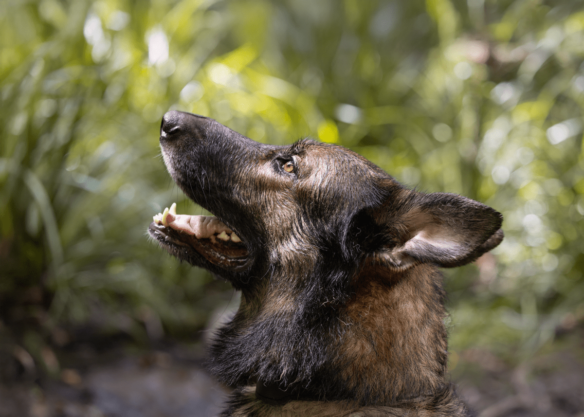 Misunderstood breed session