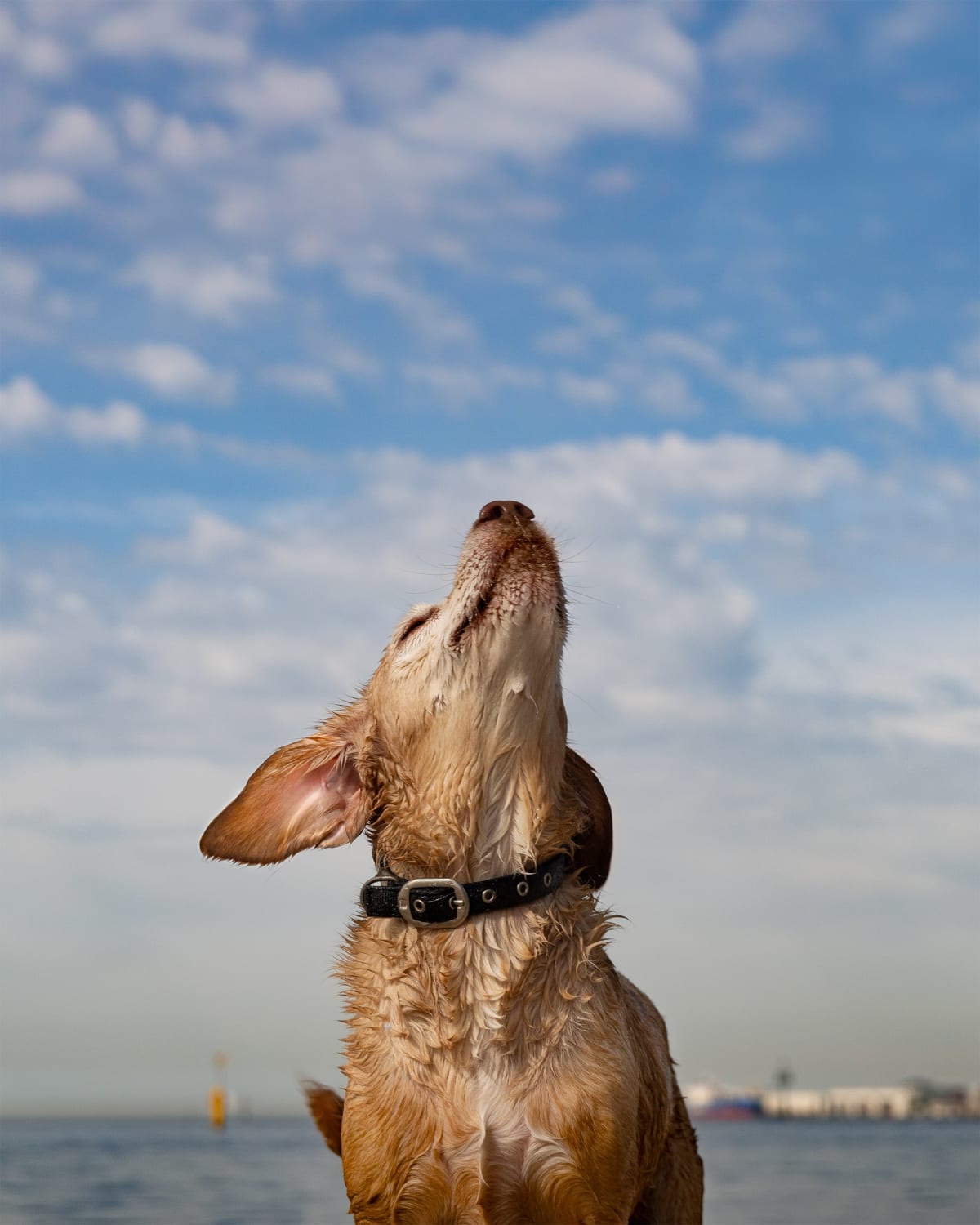 Pet photography at Bay Trail, Port Melbourne