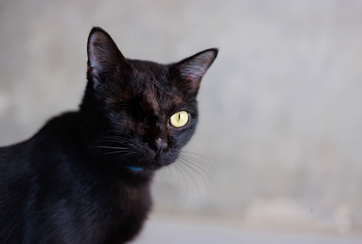 Senior pet resting gently