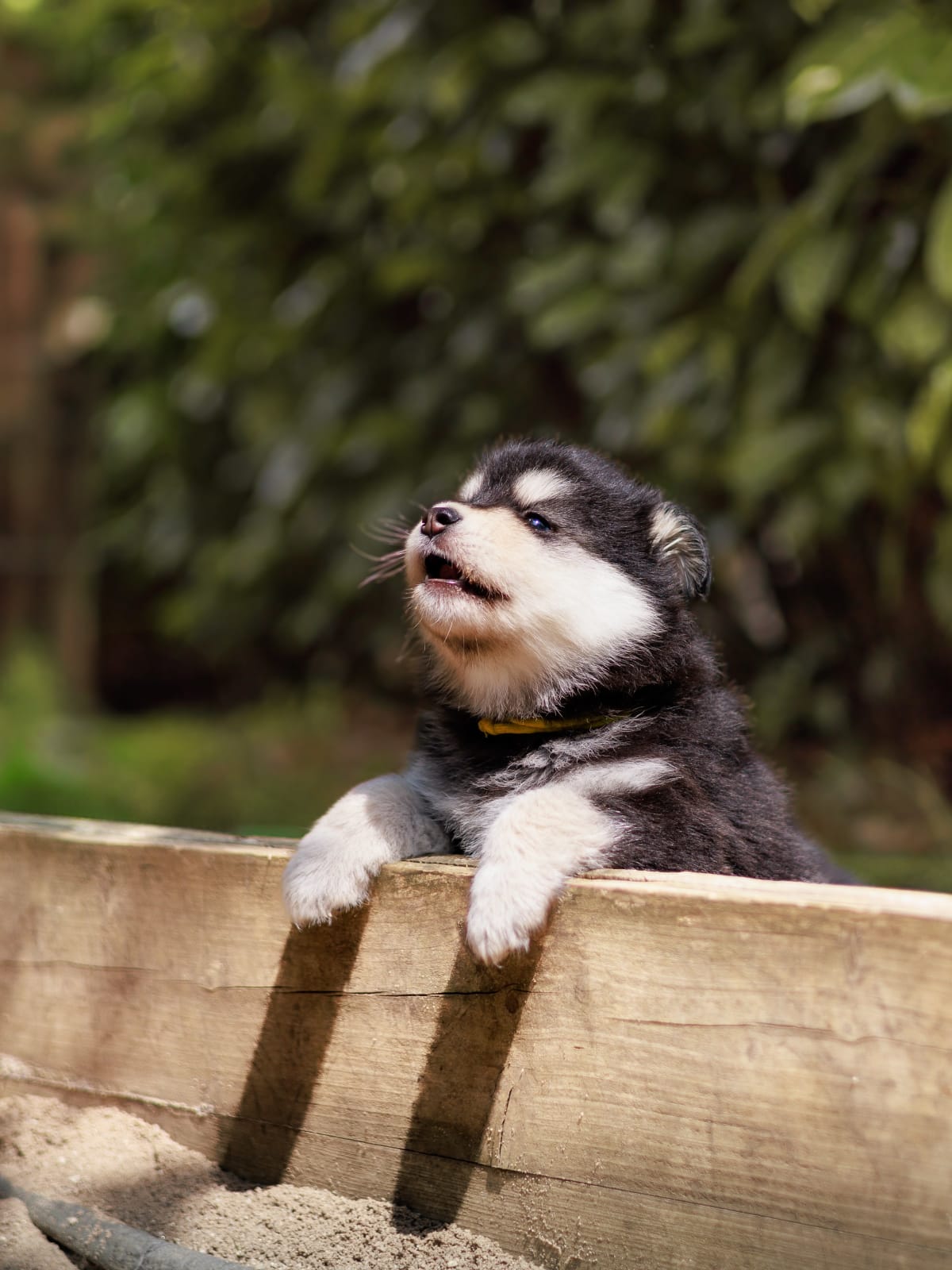 Dog portrait — contact Snuggle Studio