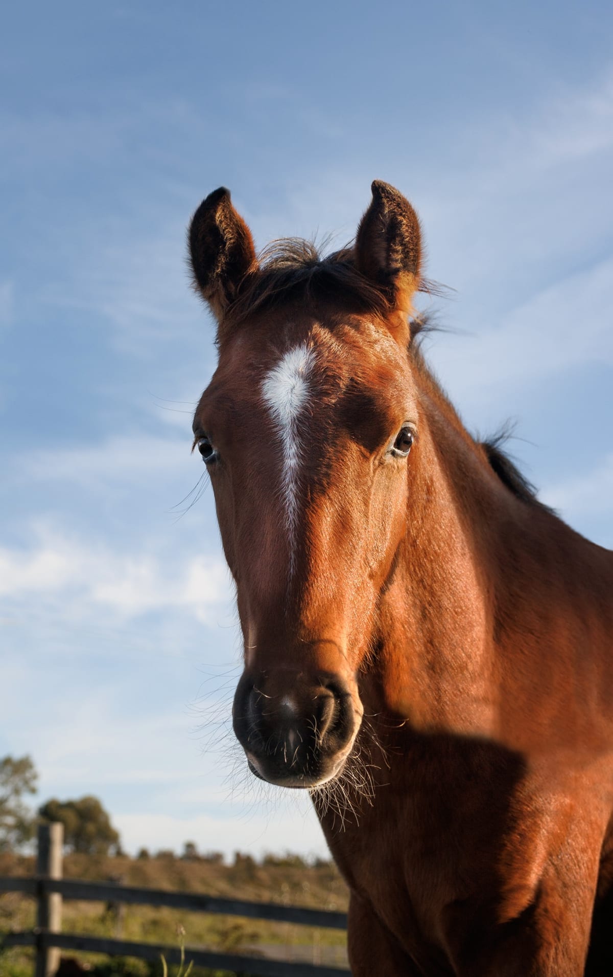 Horse portrait in natural light