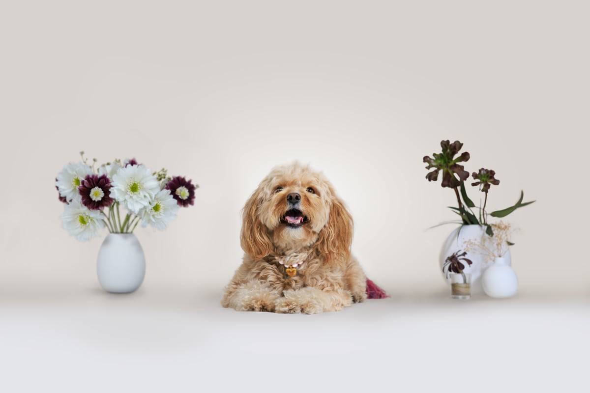 Professional pet photography for Melbourne dog groomers