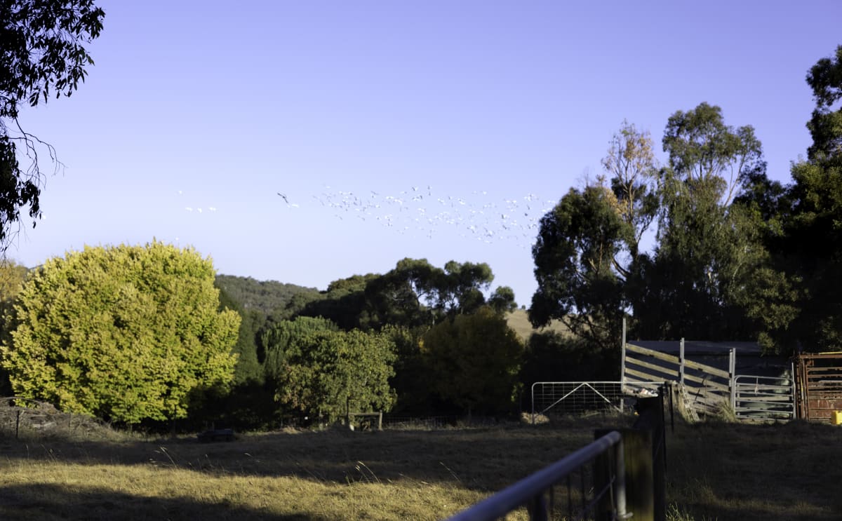 Birds in flight over hills