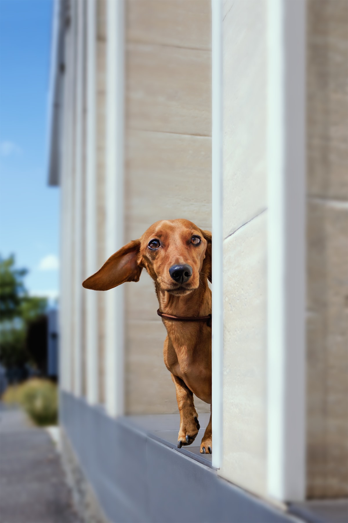 Building Lasting Calm: Your Pet's Journey to Nervous System Resilience (Part 3/3)