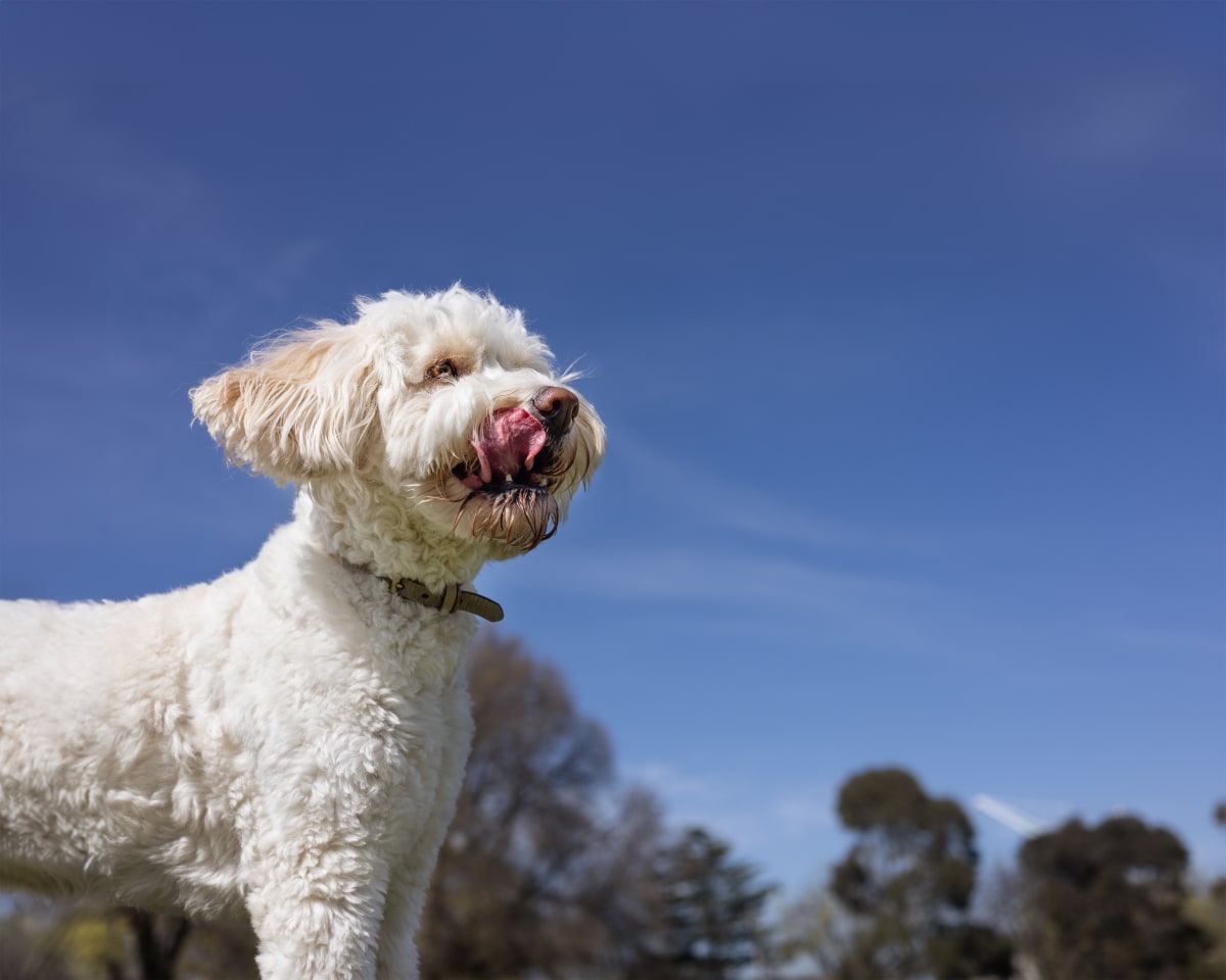 Howie outdoors — Packages