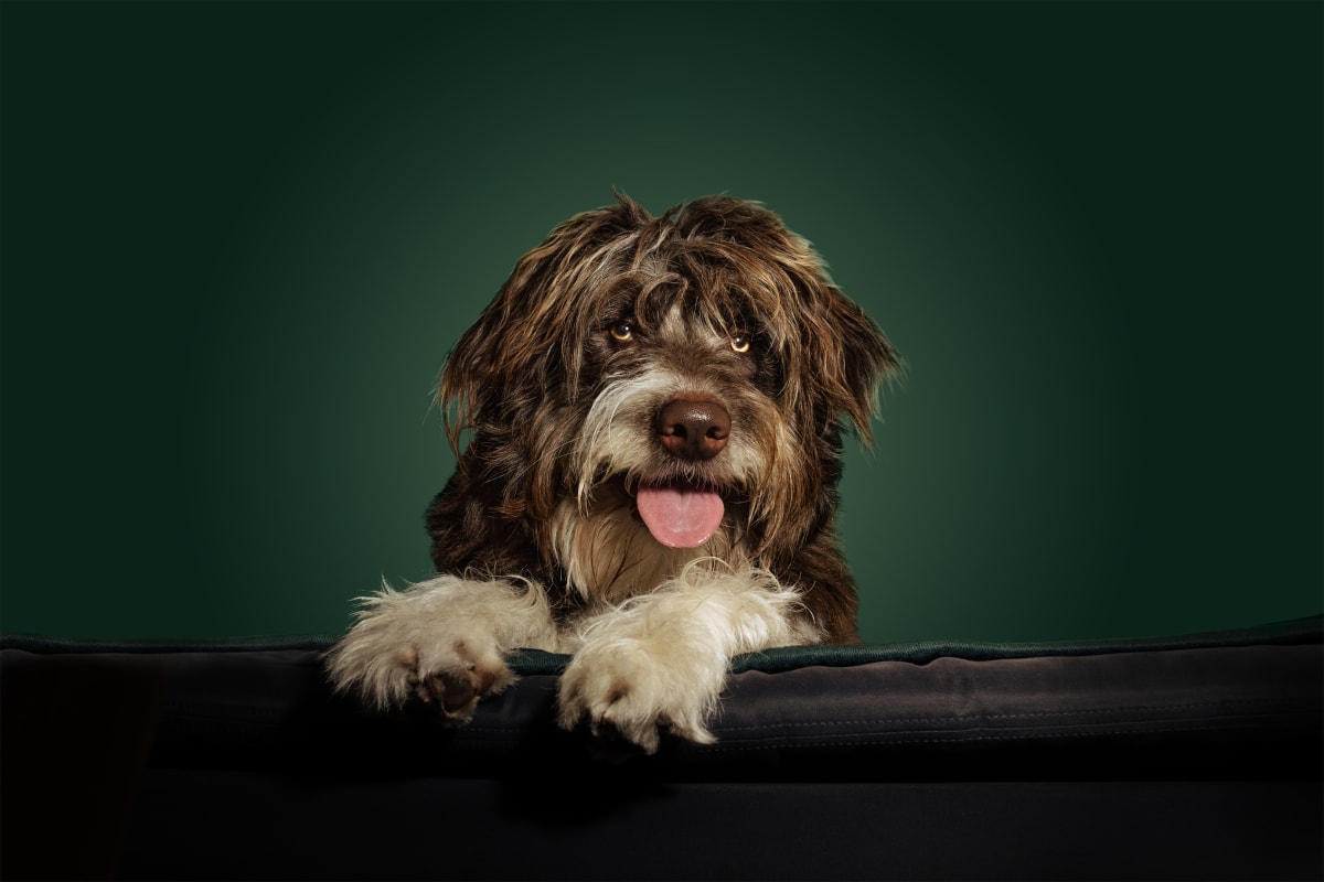 Dog portrait against a teal background
