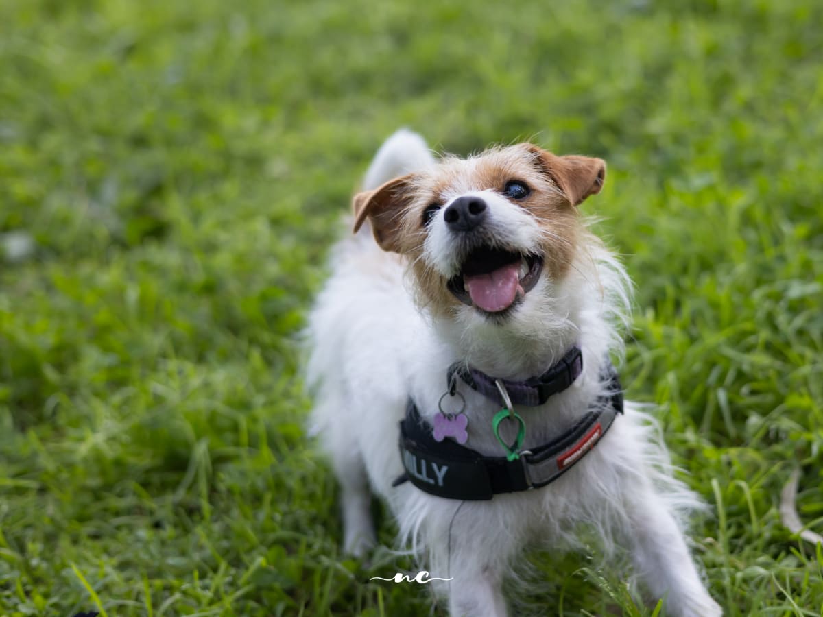 The Silent Language of Distress: Recognising and Soothing Your Pet's Anxiety (Part 2/3)