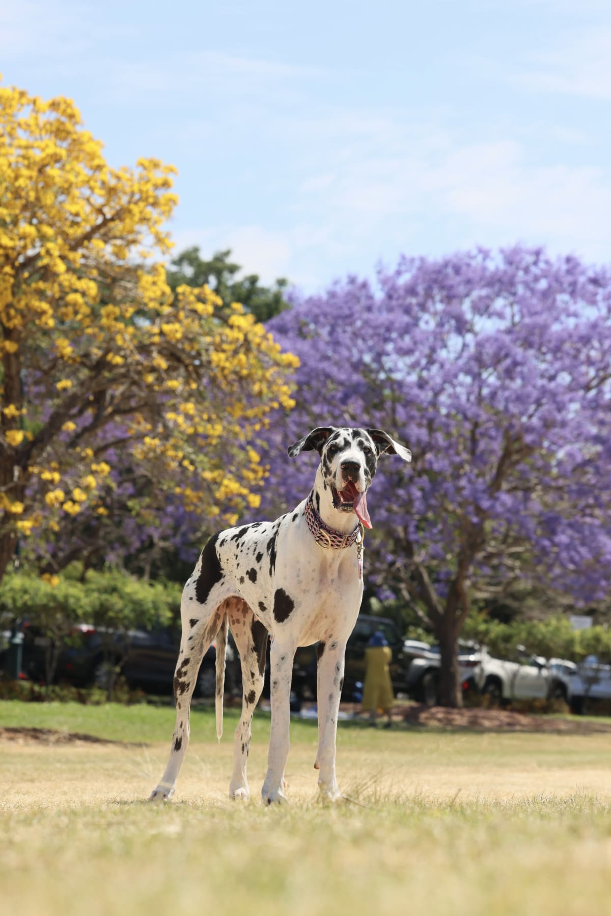 What Happens When a Pet Photographer Truly Understands Your Dog