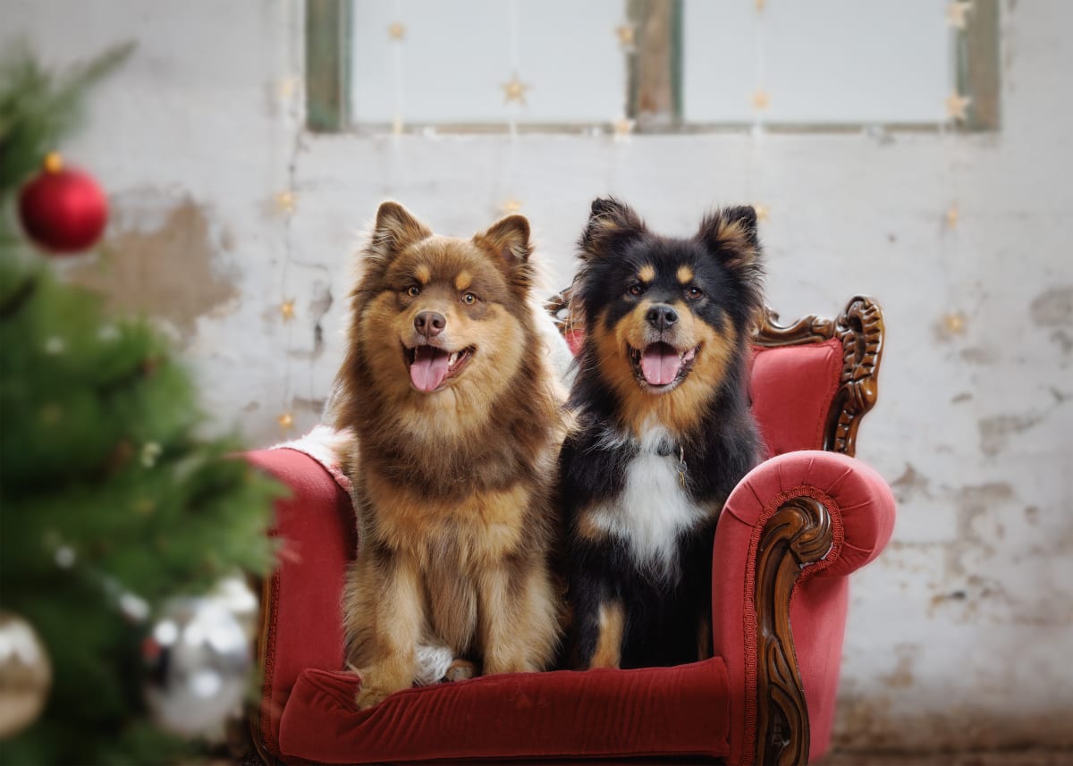 What My Latest Holiday Magic Pet Photoshoot Taught Me