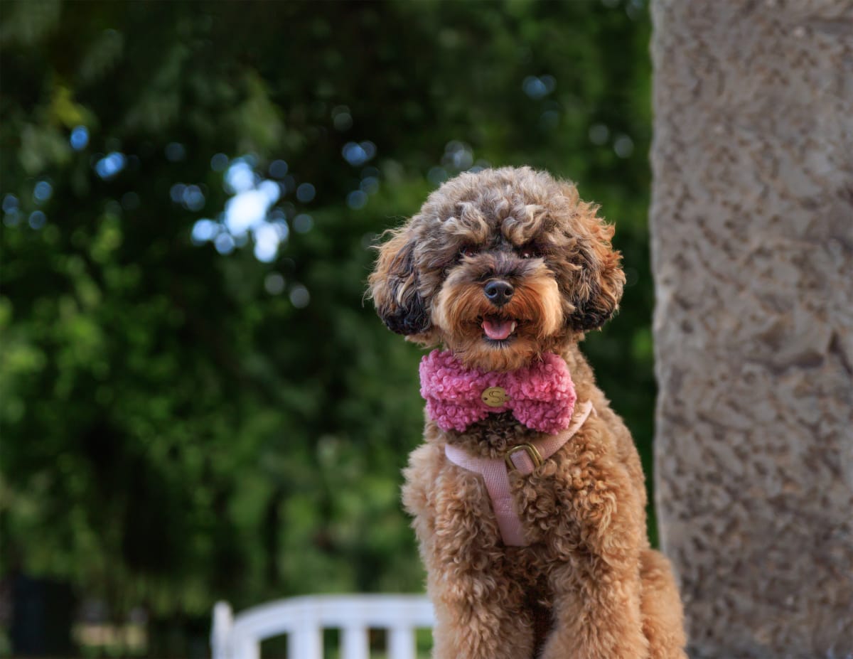Blossom portrait session