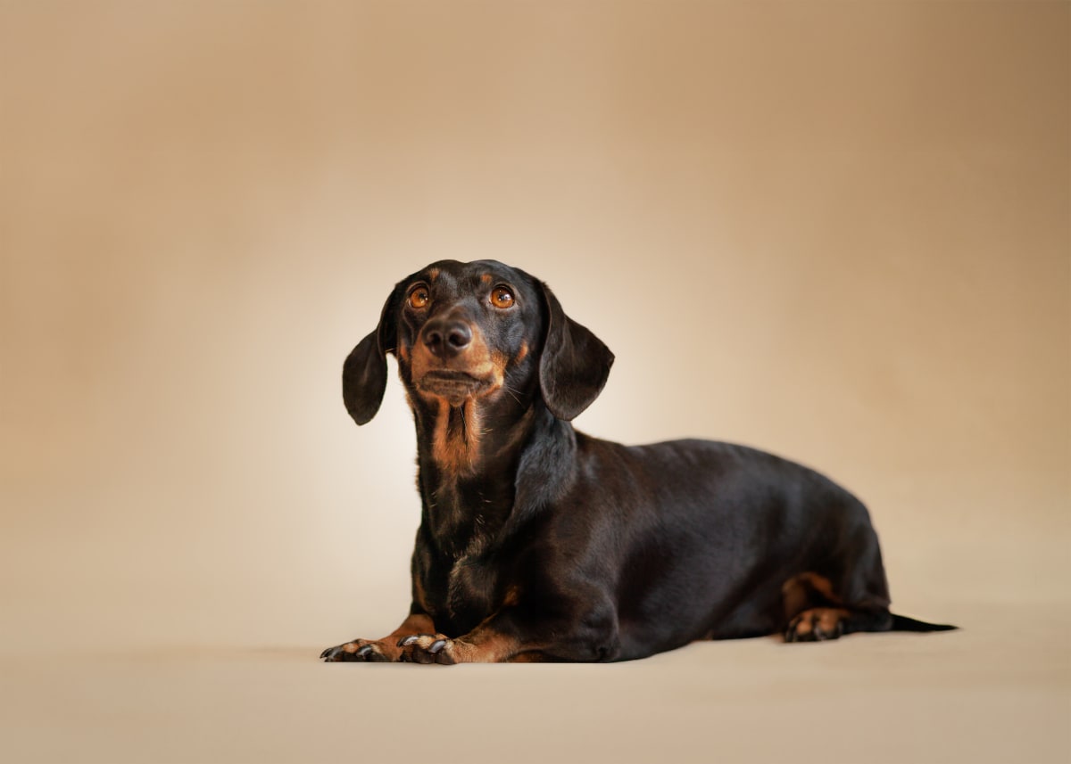 3 Tips to Take Better Photos of Your Beloved Pet