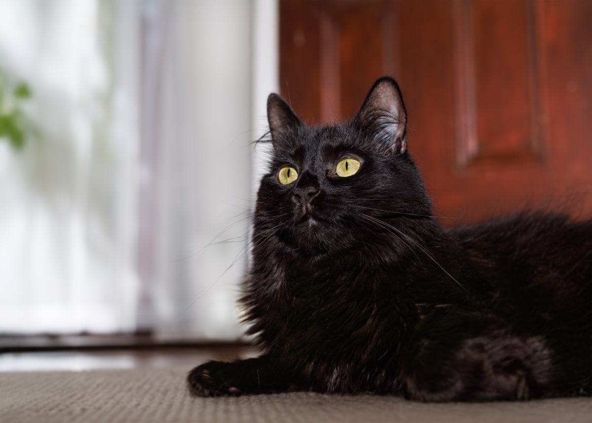 Ez — The Glimpse Gift Voucher