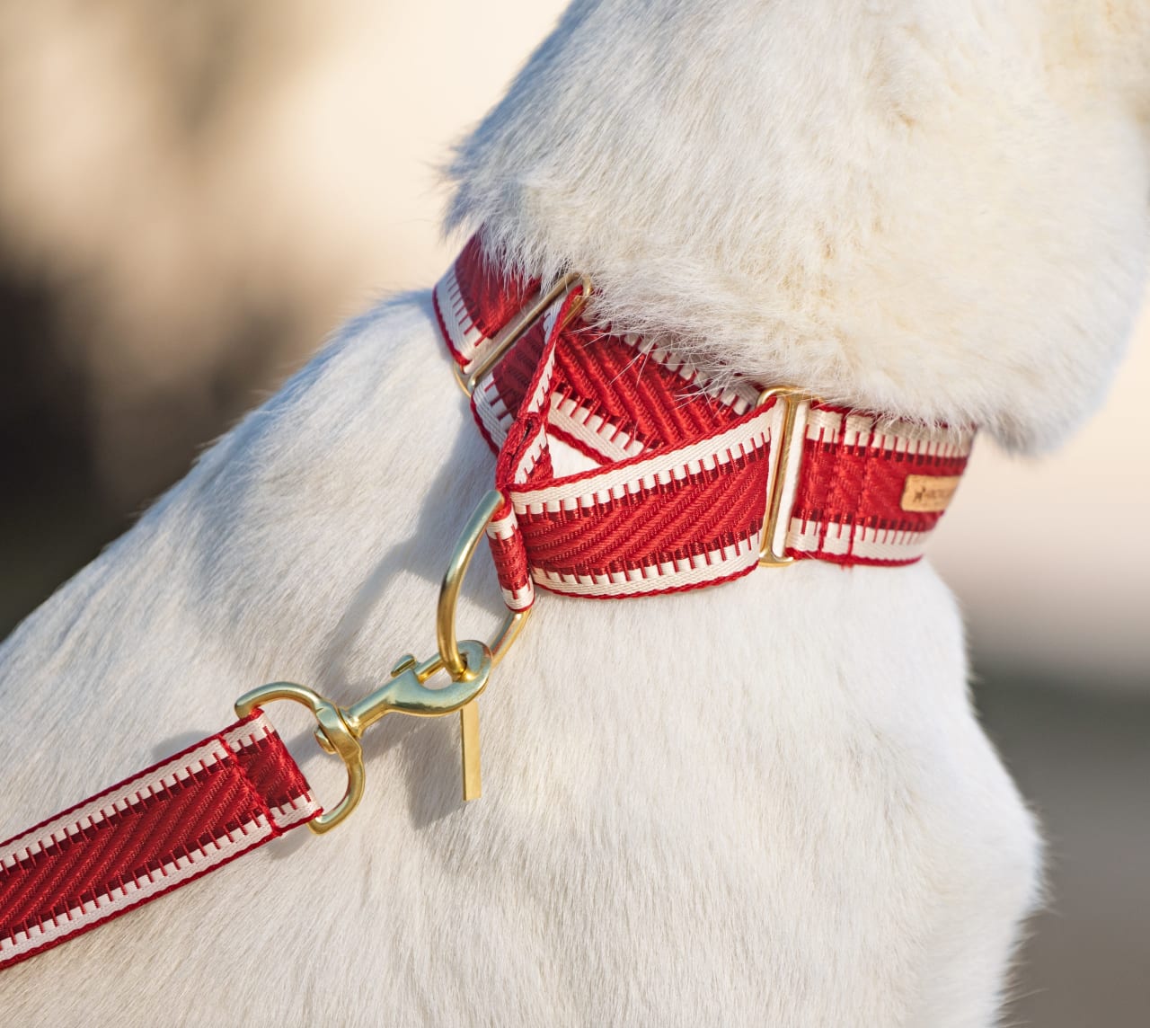 Bazzil the White Shepherd in golden hour light on Sunshine Coast beach wearing Arctic Mist collar