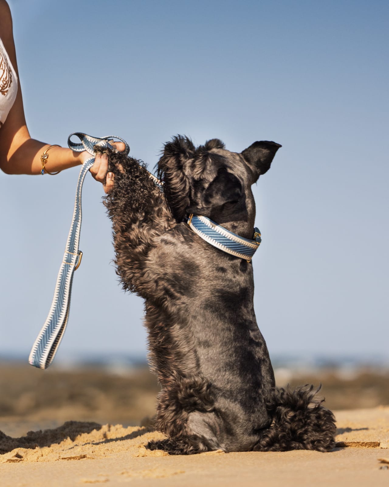 Valentine the Schnauzer wearing an Arctic Mist Storm Blue St Tropez collar on the Sunshine Coast beach