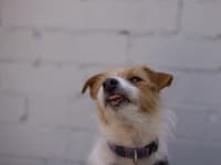 Is Your Pet Stressed? 7 Hidden Signs You're Missing (Part 1/3)