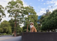 8 Best Dog Photo Locations in Melbourne