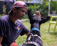 What Animals Taught Me About Culture and Compassion While Travelling