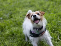 The Silent Language of Distress: Recognising and Soothing Your Pet's Anxiety (Part 2/3)