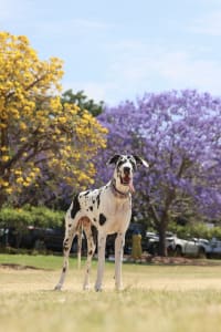 What Happens When a Pet Photographer Truly Understands Your Dog