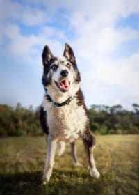 How to Prepare Your Dog for a Photo Session
