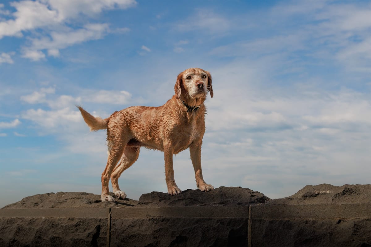Senior dog Daisy - a quiet moment