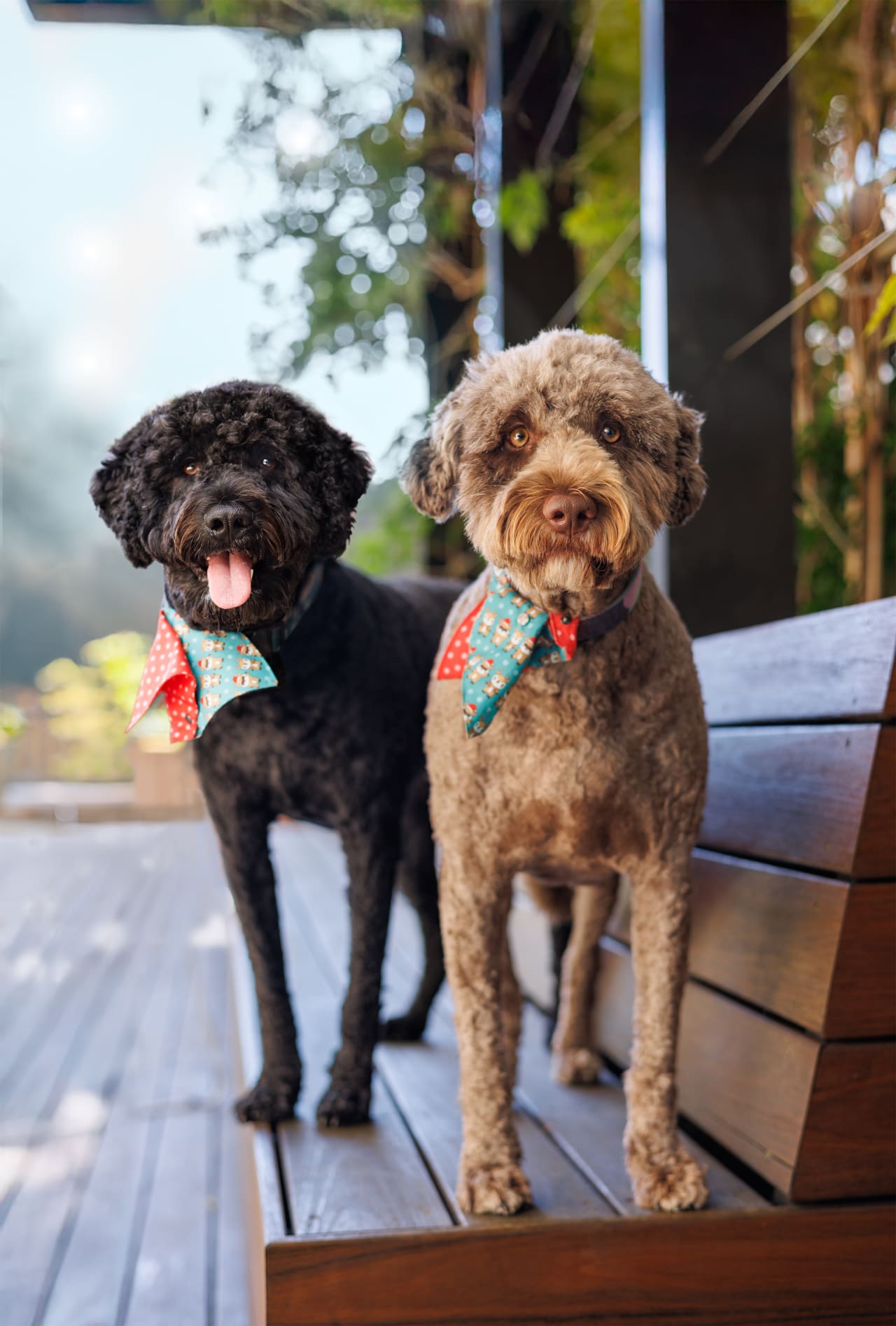 Carlo and Rosa in a Fitzroy courtyard