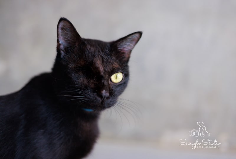Gentle senior dog resting peacefully
