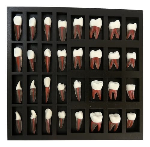 Kit de 32 dientes realistas Valquiria Dental