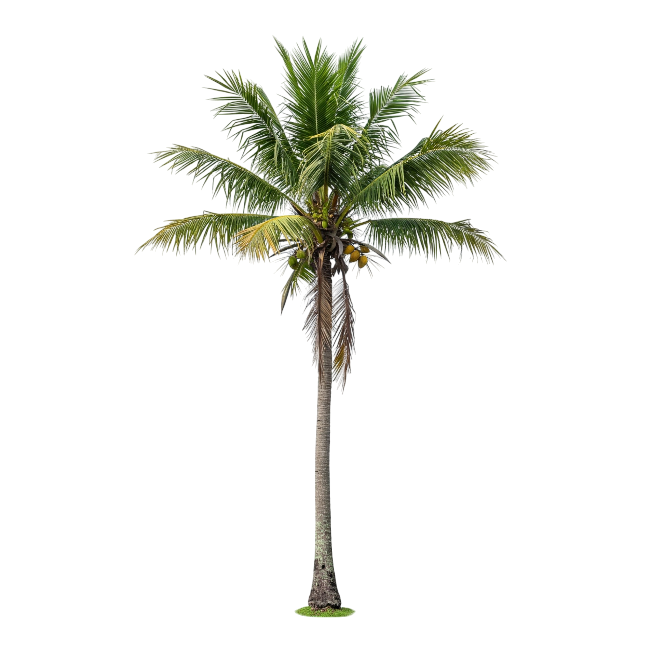 Coconut Tree