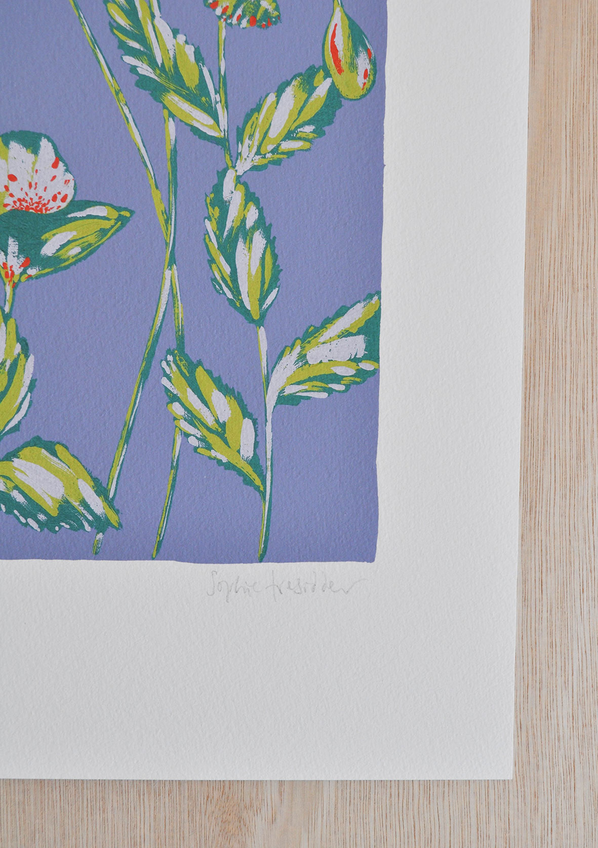 Poppies botanical art print