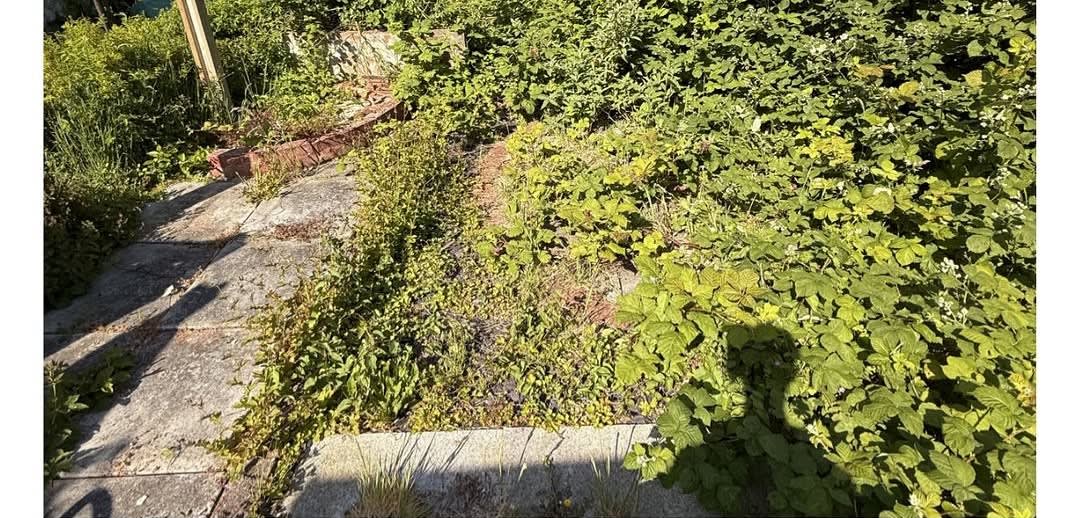 Overgrown garden before clearance