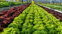 Farm Fresh Veges