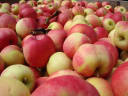 Ashley River Apples