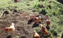 Free-range brown hens foraging on a sunny farm, representing Carpe Diem Farms' fresh eggs.