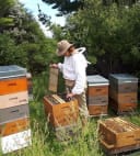 Mahurangi Honey