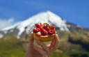 Hand holding a fresh strawberry and raspberry tart, with the snow-capped Mount Taranaki in the background, for Mattie Pâtisserie.