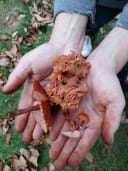Neudorf Mushrooms