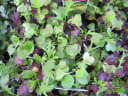 Organic Herb & Seedlings
