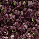 Running Brook Seeds