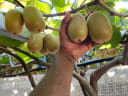 A hand holds two ripe golden kiwifruit on the vine, with more fruit and lush leaves in a New Zealand orchard.
