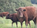 Shemshi Red Devon Beef
