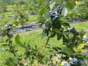 Lush blueberry bushes heavy with ripe blue and purple berries at The Blueberry Patch farm, ready for Farmers' Market Taranaki.