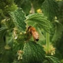 Kirwee Bees
